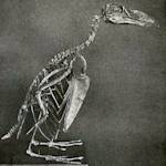 Great Auk Extinct