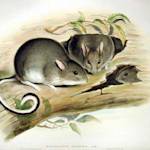 White-footed Rabbit-rat