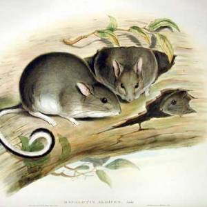 White-footed Rabbit-rat