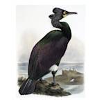 Spectacled Cormorant