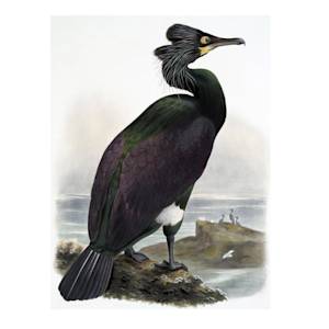 Spectacled Cormorant