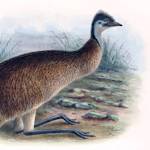 Tasmanian Emu