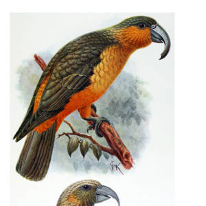 Norfolk Island Kākā