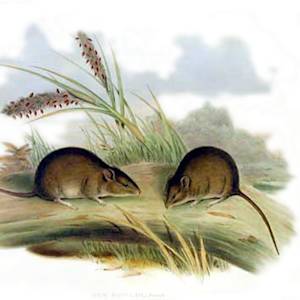 Gould's Mouse