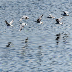  Sick, Oiled, And Dying Birds At Suez