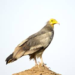 Egyptian Vulture Endangered