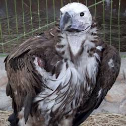  Hunters Caught With Lappet-faced Vultures Near Gebel Elba National Park