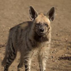 Striped Hyenas Threatened