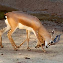 Dorcas Gazelle Declining