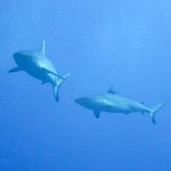 Shark Population Down 80 Percent