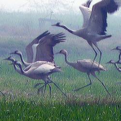 Conservationists And Government Agencies Discuss Plight Of Migratory Birds