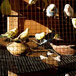 Bird Markets In Coastal Towns