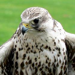 Falcon-trappers In Egypt