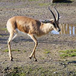 Gazelles Were So Common, Ibrahim Helmy