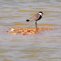 Lake Qarun Under Threat Despite Protected Status