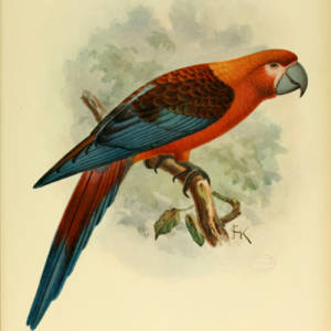 Cuban Red Macaw