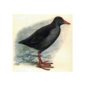 Samoan Moorhen