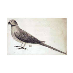 Newton's Parakeet