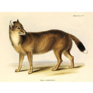 Falkland Islands Wolf