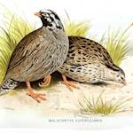 Himalayan Quail