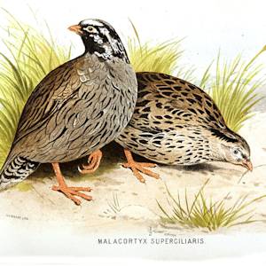 Himalayan Quail