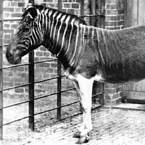 Quagga