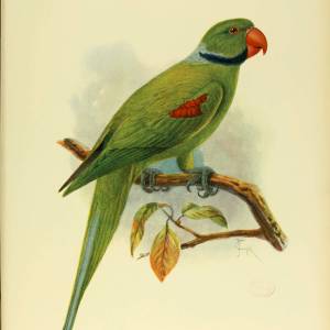 Seychelles Parakeet