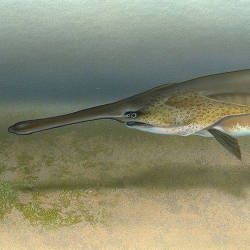 Paddlefish decline