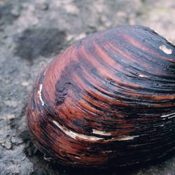 Decline of the Ohio River mussels