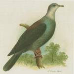 Bonin Wood Pigeon