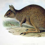 Eastern Hare-Wallaby