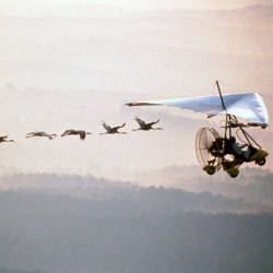 Operation Migration establishes eastern migratory flock of whooping cranes