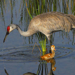 Sandhill Crane Hunting