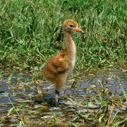 Whooping cranes back from the brink