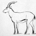 Portuguese Ibex