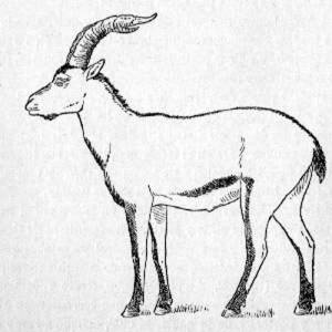 Portuguese Ibex