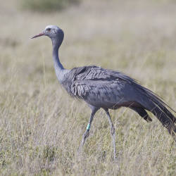  Rapidly Dwindling Blue Crane Population, Peter Dickson, South Africa