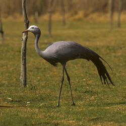 African Cranes Killed In Great Numbers By Intentional Poisoning