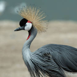 Grey Crowned Cranes Return After Wetland Restoration, Rwanda