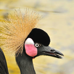  Threats To The Black Crowned Crane, Ethiopia