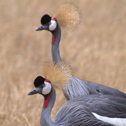 Efforts To Free Captive Grey Crowned Cranes, Rwanda