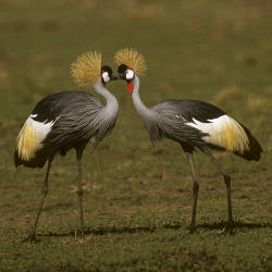 Gray Crowned Crane Flock Poisoned, Zambia