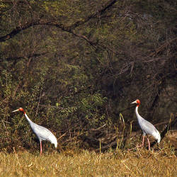 Bharatpur Is Made A National Park, Then World Heritage Site