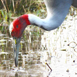 Eastern Sarus Cranes Return & The Tram Chim Nature Reserve Is Established