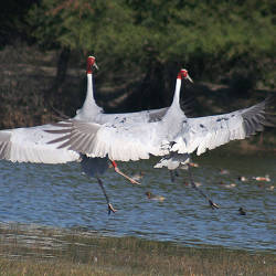 Sarus Cranes Poisoned By Aldrin Pesticides In Keoladeo National Park