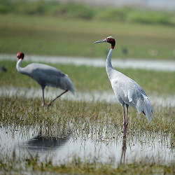 Important Breeding Grounds Of The Eastern Sarus Crane Are Discovered In Northeast Cambodia