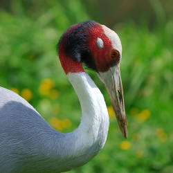 Electric Wires Leading Cause Of Sarus Crane Deaths