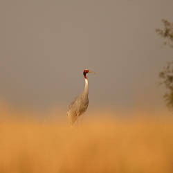 Sarus Cranes Sighted In Pakistan First Time In A Decade, Faiza Ilyas