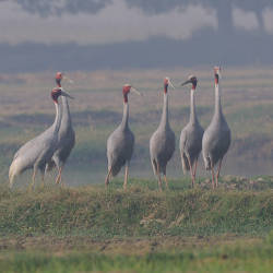 Sarus Crane Population Largely Stable In India, Business Standard, Vishal Gulati