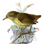 Stephens Island Wren